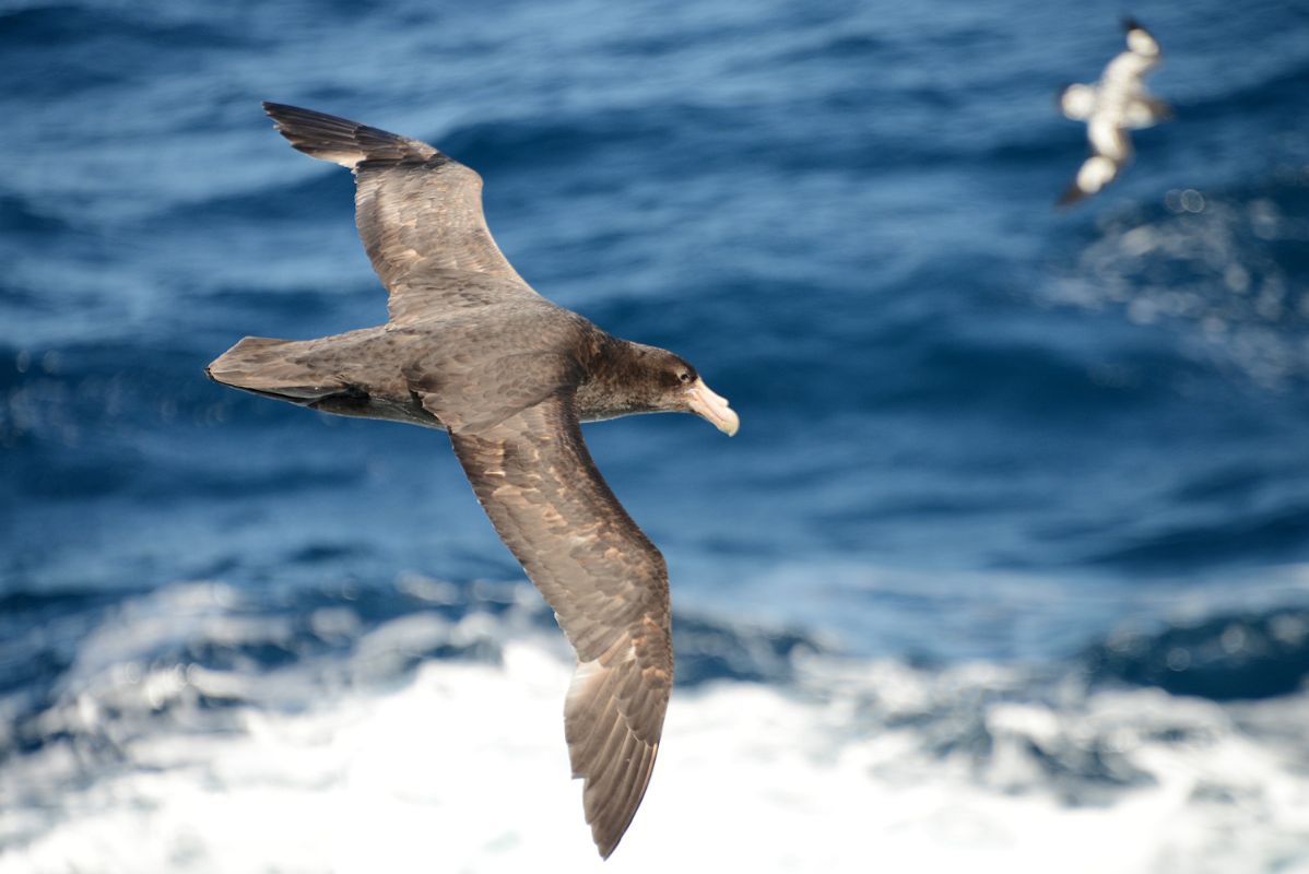 11A Southern Giant Antarctic Petrel Bird From The Quark Expeditions Cruise Ship In The Drake Passage Sailing To Antarctica
